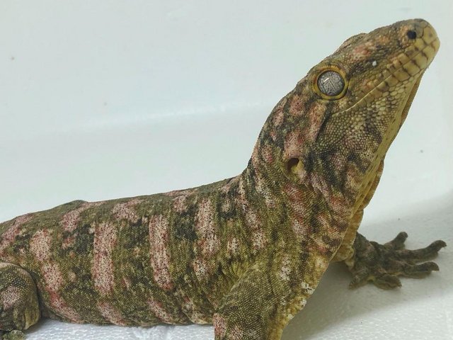 Preview of the first image of Exceptional high colour male leachianus gecko.