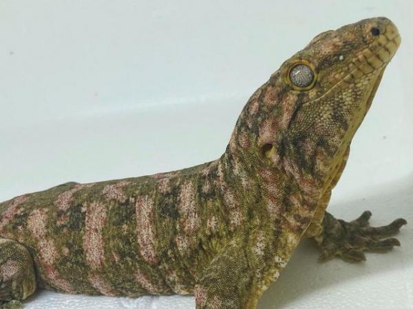 Image 1 of Exceptional high colour male leachianus gecko