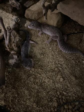 Image 3 of Leapard gecko pair. 5years old