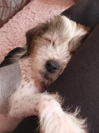 Image 2 of KC Chinese crested puppieslooking for their forever home