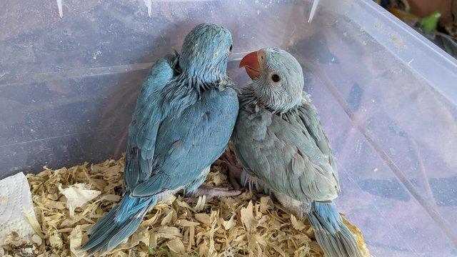 Image 2 of Cuddly tame hand reared baby ringneck parrots