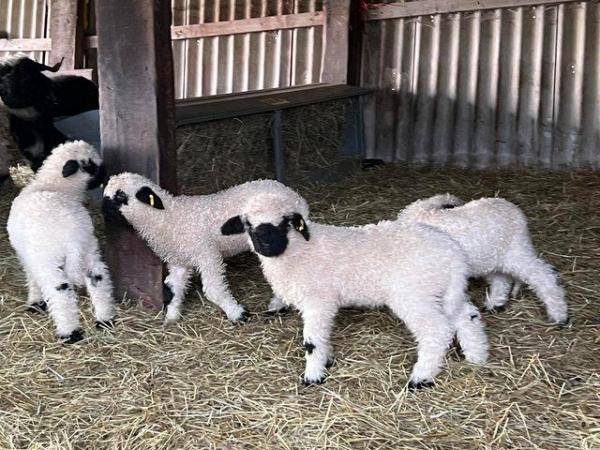 Image 1 of Pedigree Valais Ram Lambs