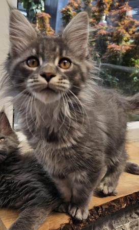 Image 11 of MAINE COON TICA REGISTERED KITTENS FOR SALE