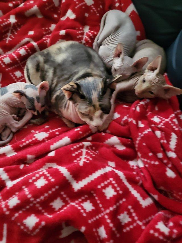 Preview of the first image of 2 lovely sphynx kittens LEFT.