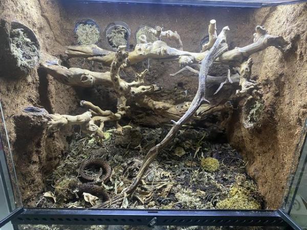 Image 3 of Crested gecko with exo terra