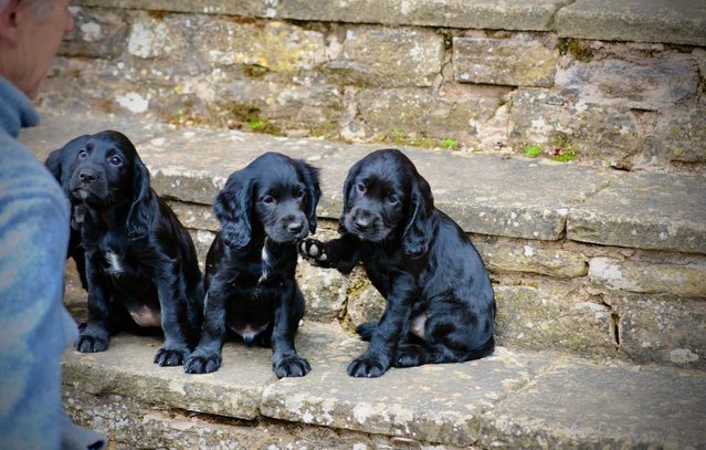 Image 10 of working cocker spaniel puppies for sale KCreg