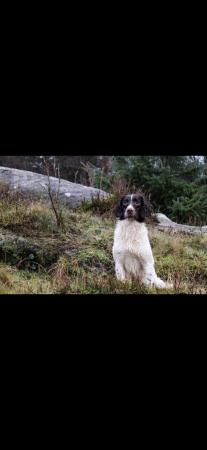 Image 3 of Champion line beautiful english springer spaniels puppies