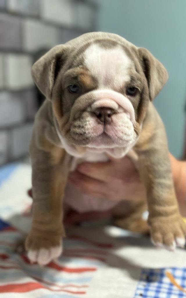 Preview of the first image of English bulldog female ready to leave now.