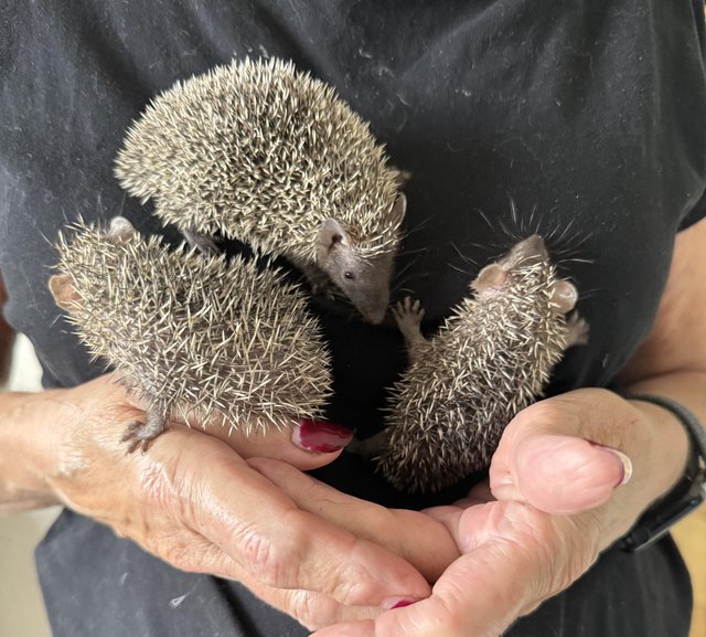 Beautiful Lesser Hedgehog Tenrecs for sale — Pets & Animals in Brentwood
