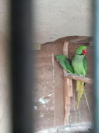 Image 4 of Alexandrine pair for sale