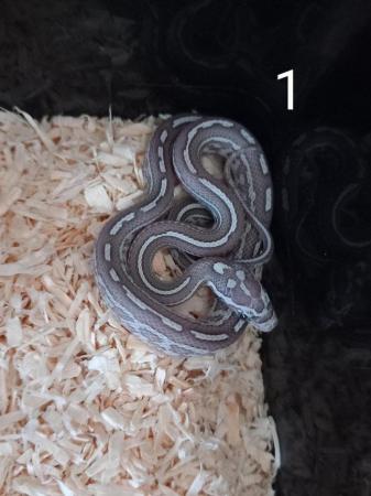 Image 2 of Lavender corn snake clutch with multiple hets