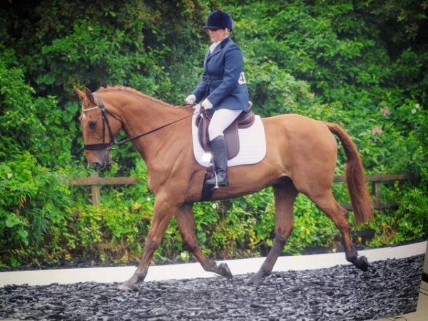 Image 1 of 17hh Irish sports horse gelding for part-loan