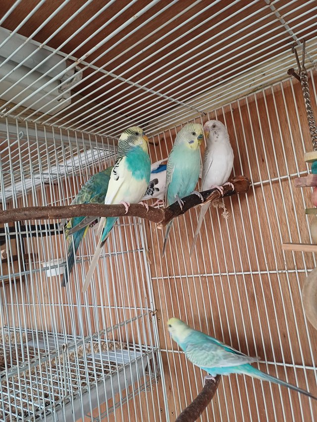 Preview of the first image of Breeding pairs of budgies.