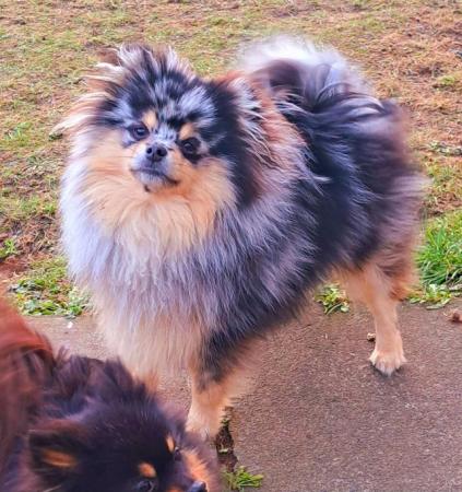 Image 3 of Pomeranian blue and tan merle male kc