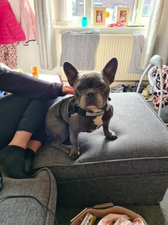 Image 2 of Bella 3 years old French bulldog