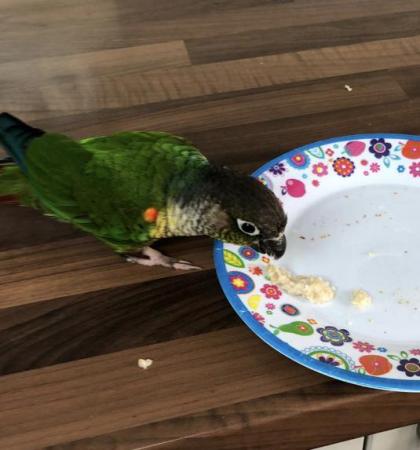 Image 3 of Unsexed 4 year old Conure