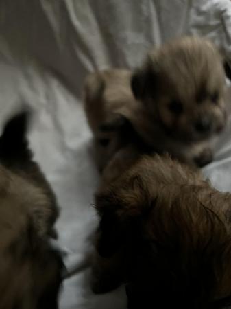 Image 22 of Lhasa apso cross Pomeranian puppies