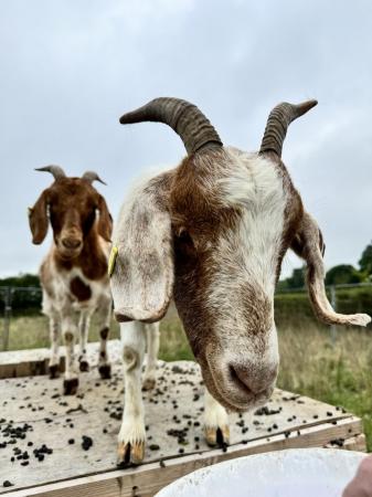 Image 3 of 3 Female Boer goats for sale