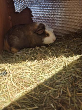Image 4 of Male guinea pig for sale