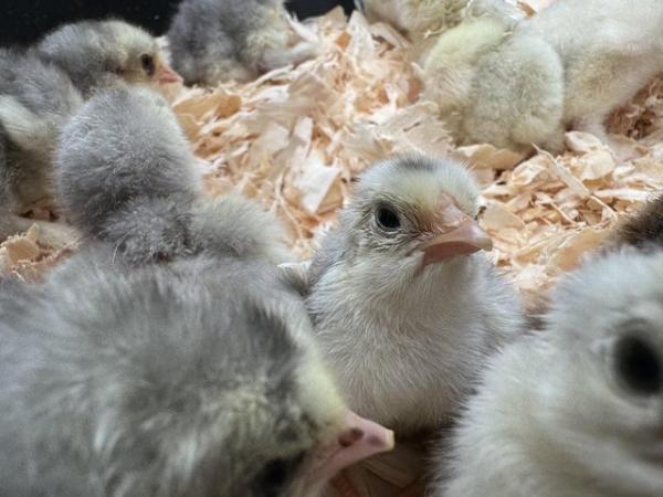Image 1 of Day old Brahma chicks unsexed other ages available