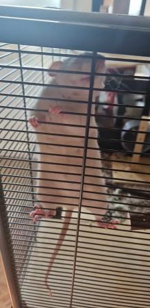 Image 2 of Female rat plus cage for sale