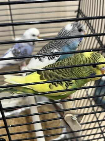 Image 3 of Beautiful Budgies many different colours