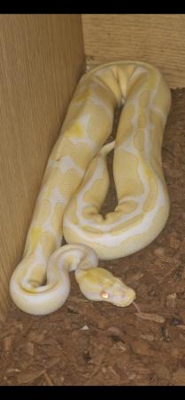 Image 4 of Albino royal python het pied 3yrs old