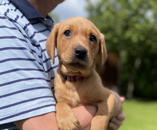 Image 6 of KC Fox Red Labrador Puppies ready now