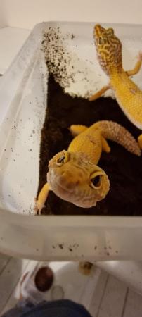 Image 1 of 8x2022 Adult Leopard Geckos £50 each unless stated otherwise