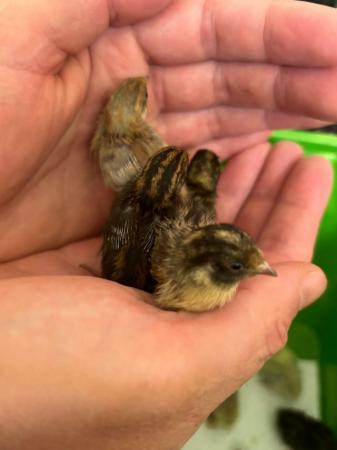 Image 3 of Day old Chinese painted quail chicks available now
