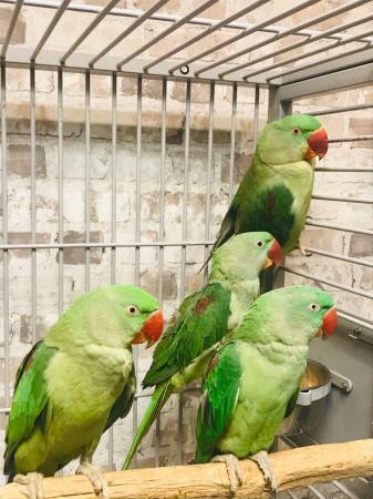 Image 1 of Talking parrot for sale