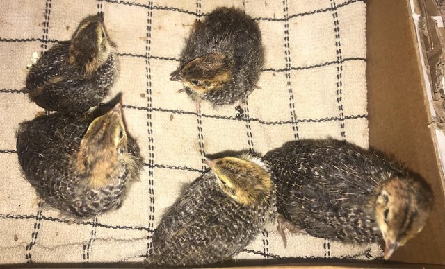 Preview of the first image of 5 JUMBO QUAIL CHICKS/SSTC !.