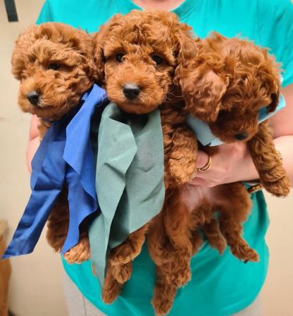 Image 13 of Red Toy Poodle puppy ??
