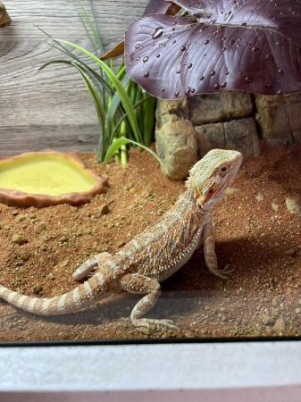 Image 2 of Red hypo bearded dragon under 6 months old and modern vivari