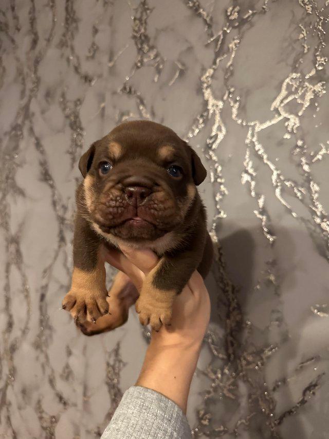 Preview of the first image of KC registered male English bulldog puppy.