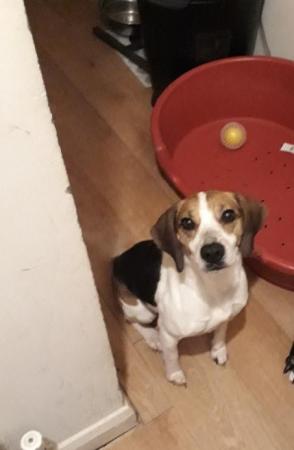 Image 2 of 3 year old micro chipped female beagle