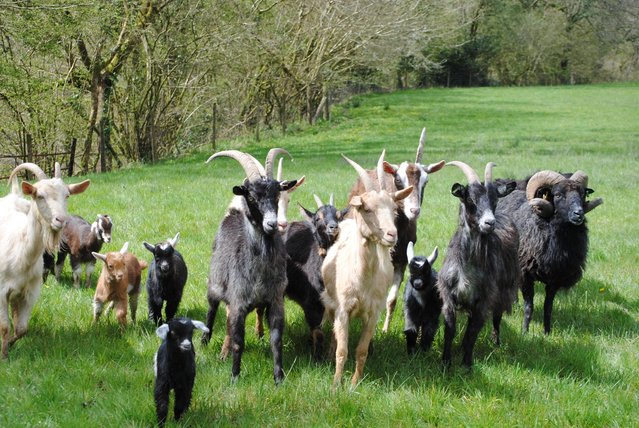 Image 3 of Goatkids available from a friendly well handled herd