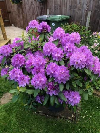 Image 1 of Well established mature rhododendron plant and container