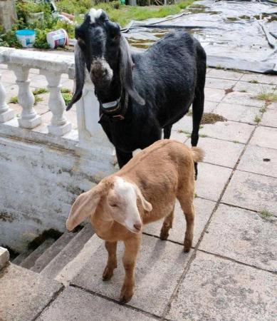 Image 3 of Saaneen x Nubian billy goat 6 months old