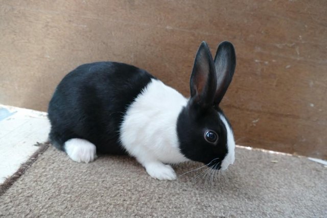 Image 4 of Pure Bred Dutch Young Rabbits