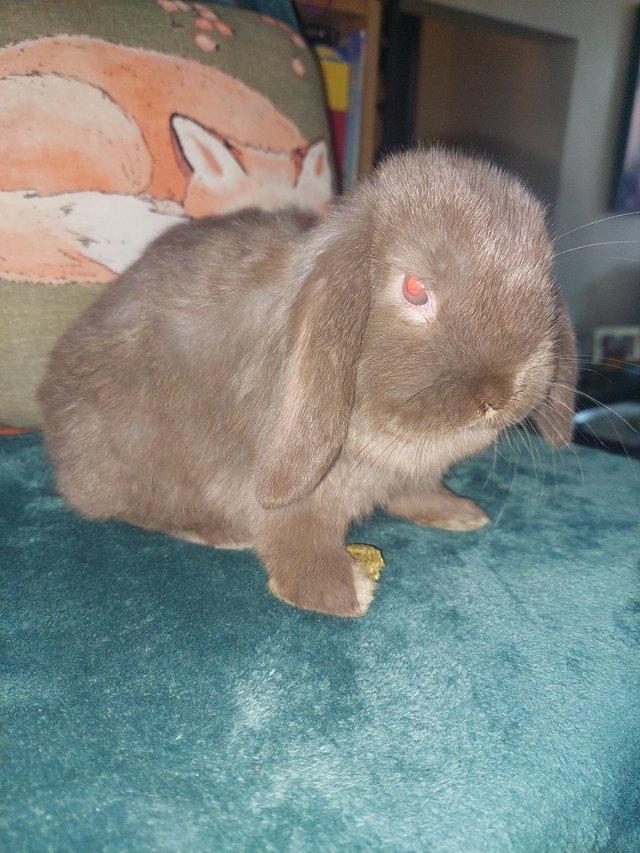 Preview of the first image of Chocolate sable mini lop.