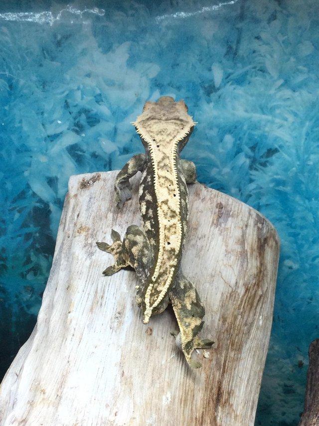Preview of the first image of Harlequin Dalmatian crested gecko £80 Each.