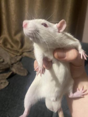 Image 2 of 9 weeks old baby rats for sale, handled since birth