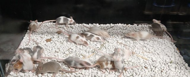 Image 1 of Baby Mice , Tri and mixed coloured