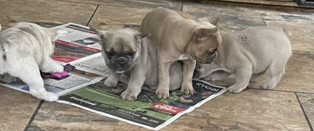 Image 19 of QUALITY TRUE TO TYPE FRENCH BULLDOG PUPPIES