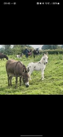 Image 1 of RESERVED Registered Mediterranean Miniature Donkey for sale