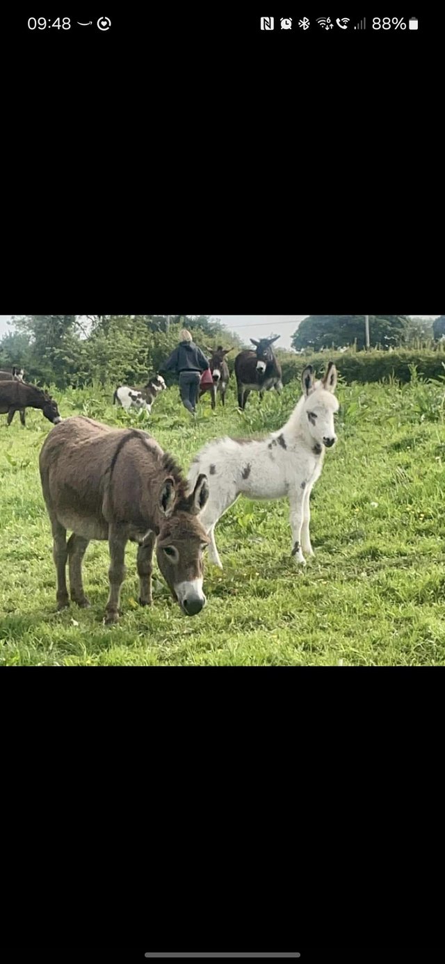 Preview of the first image of RESERVED Registered Mediterranean Miniature Donkey for sale.