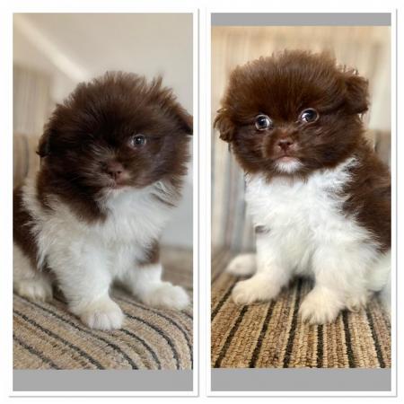 Image 23 of Ready Now Beautiful Pom shih pups 1 female 1 male