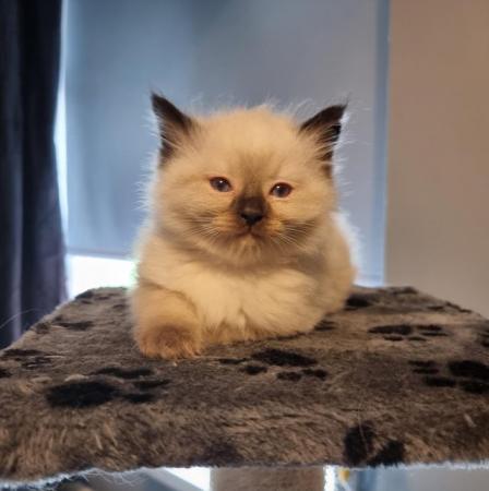 Image 2 of Pure ragdoll kittens for sale