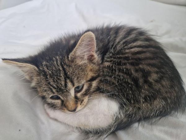 Image 4 of Ready to leave Stunning Silver Tabby kittens 2 left